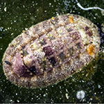 Ischnochitonidae 3